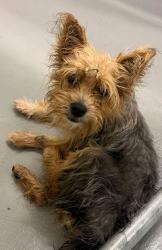 Found/Stray Unknown Dog last seen Located at Rockdale County Animal Service, 1506 Rockbridge Road, Conyers, GA 30012, Conyers, GA 30012