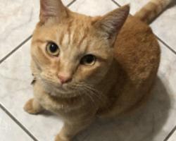 Lost Male Cat last seen Glendora ave and grand Ave, Covina, CA 91724