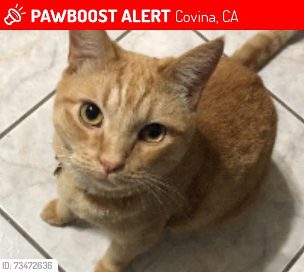 Lost Male Cat last seen Glendora ave and grand Ave, Covina, CA 91724