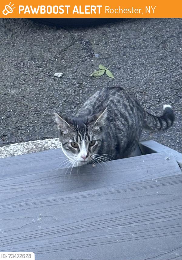 Found/Stray Female Cat last seen Roaming houses, Rochester, NY 14611