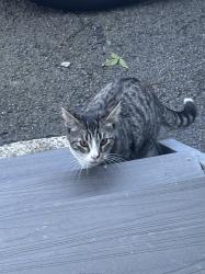 Found/Stray Female Cat last seen Roaming houses, Rochester, NY 14611