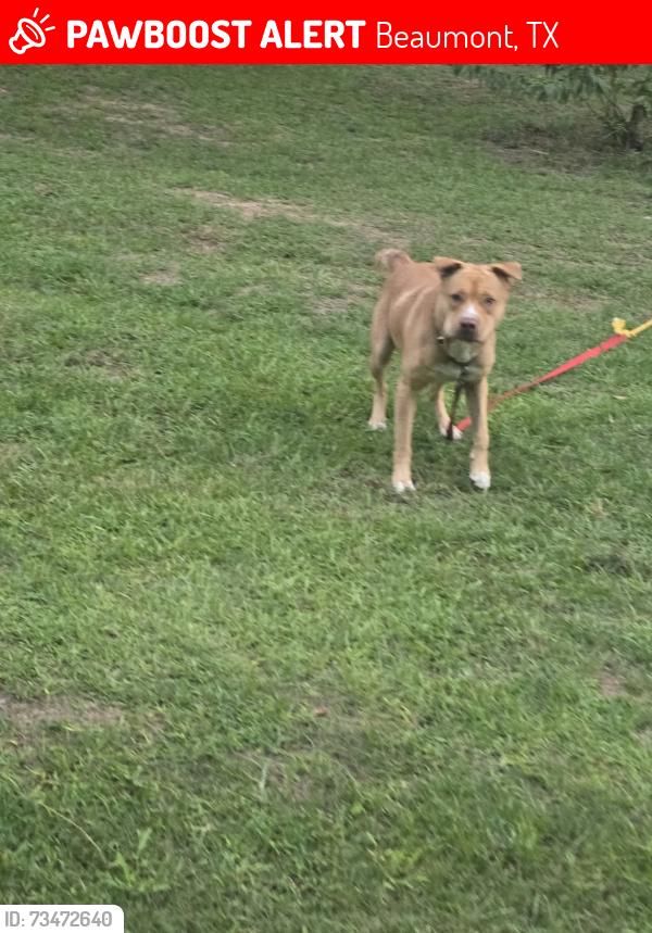 Lost Male Dog last seen Chamberlin Drive and college st, Beaumont, TX 77707