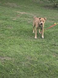 Lost Male Dog last seen Chamberlin Drive and college st, Beaumont, TX 77707