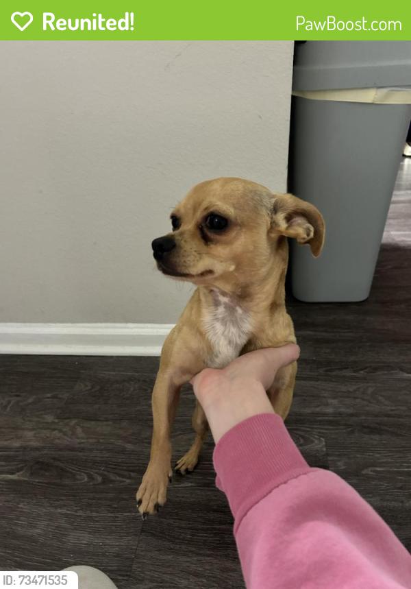 Reunited Male Dog last seen Building 2, Murfreesboro, TN 37130