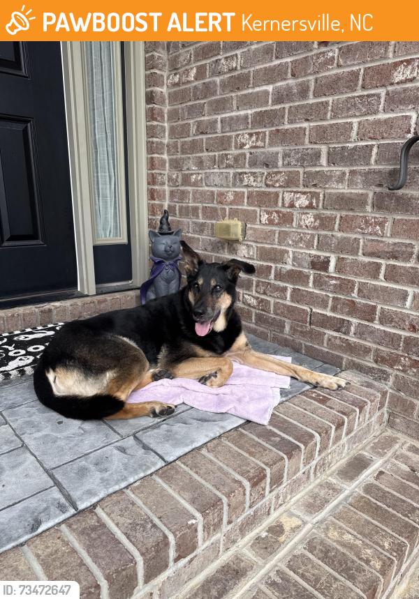 Found/Stray Male Dog last seen Haw river rd & Warner rd, Kernersville, NC 27284