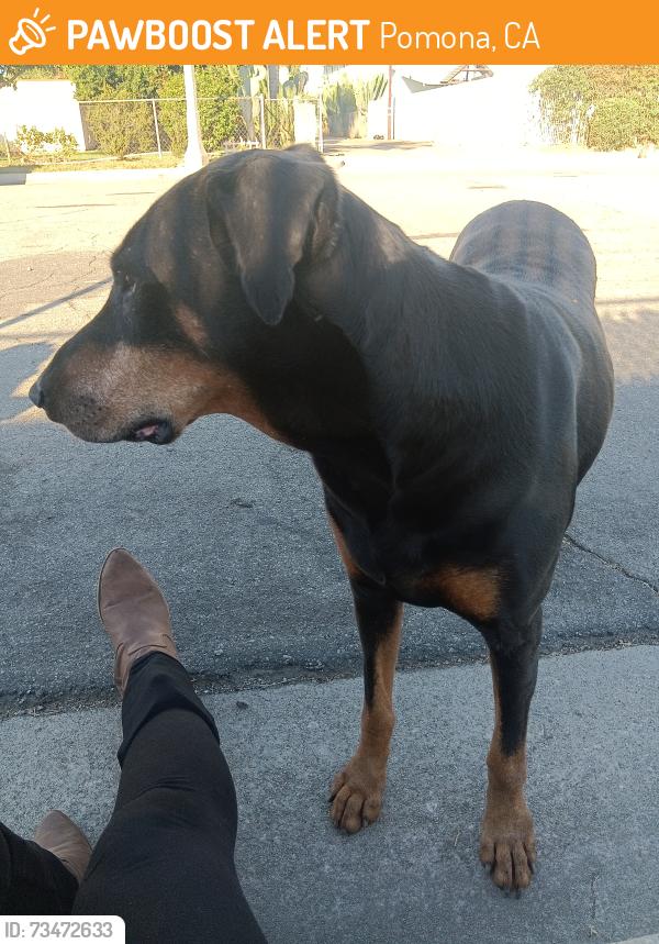 Found/Stray Female Dog last seen Phillips, Pomona, CA 91767