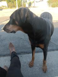Found/Stray Female Dog last seen Phillips, Pomona, CA 91767