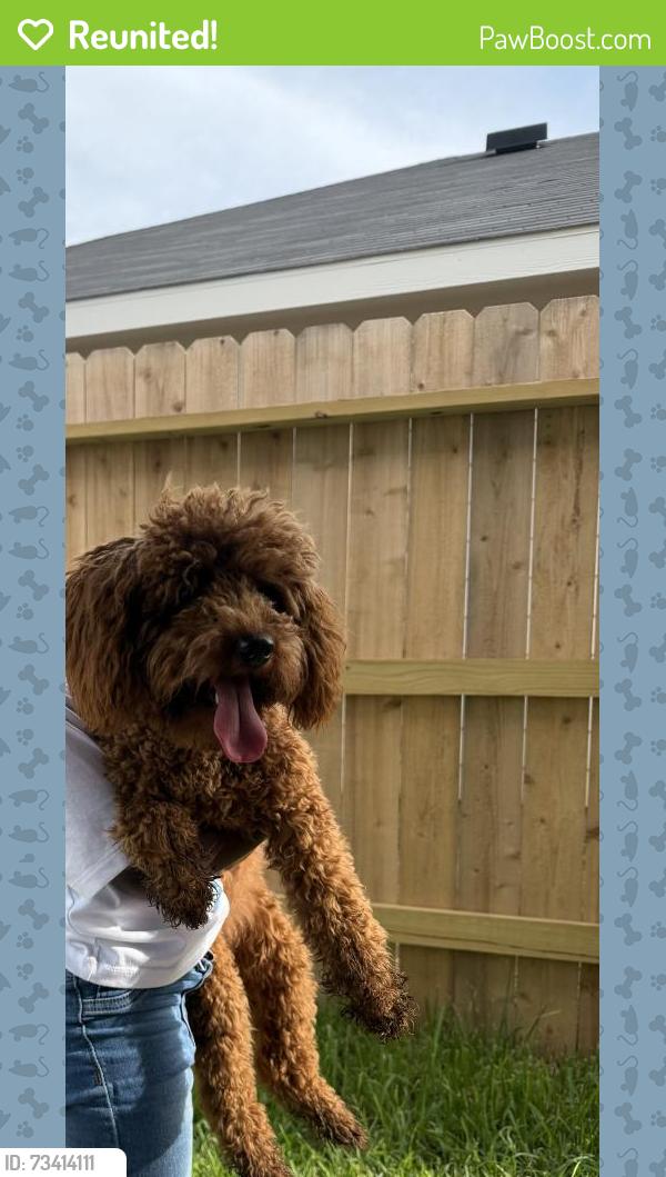 Reunited Female Dog last seen N diamond head new construction homes, Crosby, TX 77532