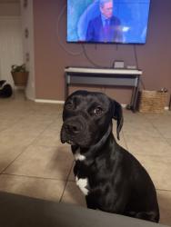 Reunited Male Dog last seen cactus and el mirage, El Mirage, AZ 85335