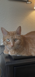 Reunited Female Cat last seen W 130th dr , Harmony Parkway, Westminster, CO 80234
