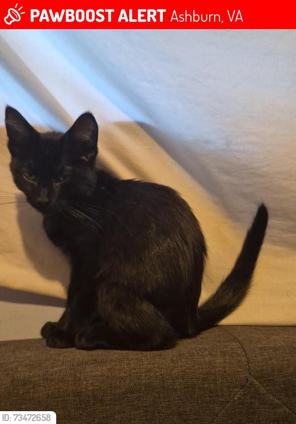 Lost Male Cat last seen Saddleridge apmts, Ashburn, VA 20147