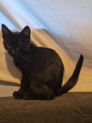 Lost Male Cat last seen Saddleridge apmts, Ashburn, VA 20147