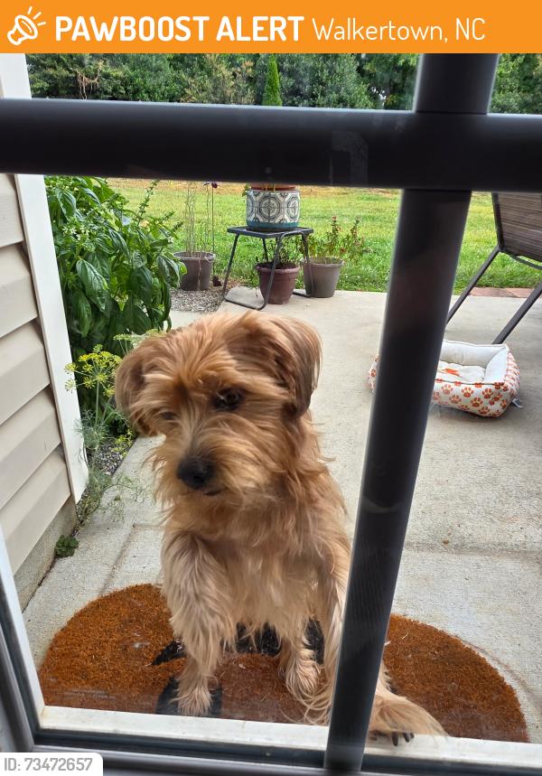 Found/Stray Female Dog last seen Northrop dr., Walkertown, NC 27051
