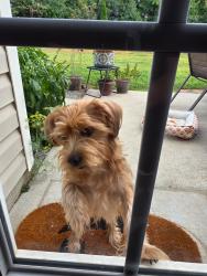 Found/Stray Female Dog last seen Northrop dr., Walkertown, NC 27051