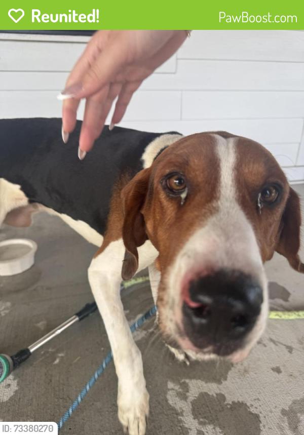Reunited Male Dog last seen Midland Fosterville, Rutherford County, TN 37020