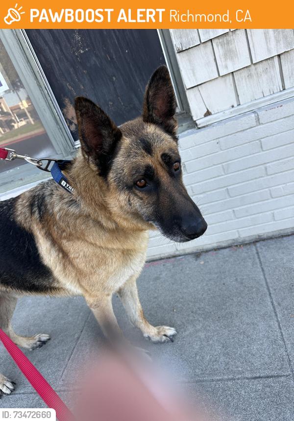Found/Stray Male Dog last seen DeJean middle school, Richmond, CA 94805