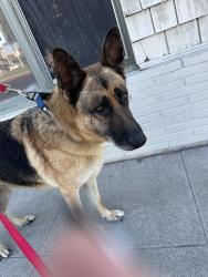 Found/Stray Male Dog last seen DeJean middle school, Richmond, CA 94805