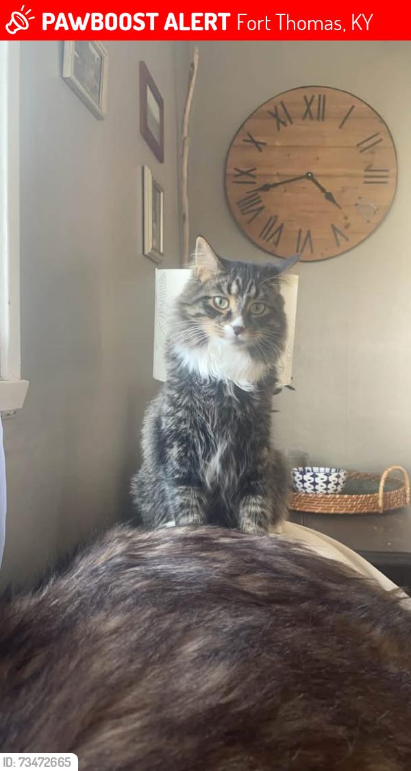 Lost Male Cat last seen Woodfill elementary, Fort Thomas, KY 41075