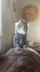 Lost Male Cat last seen Woodfill elementary, Fort Thomas, KY 41075