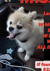 Lost Male Dog last seen W Montgomery, Houston, TX 77091