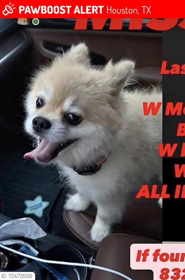 Lost Male Dog last seen W Montgomery, Houston, TX 77091