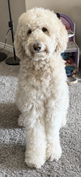 Lost Female Dog last seen La mesa, Victorville, CA 92392