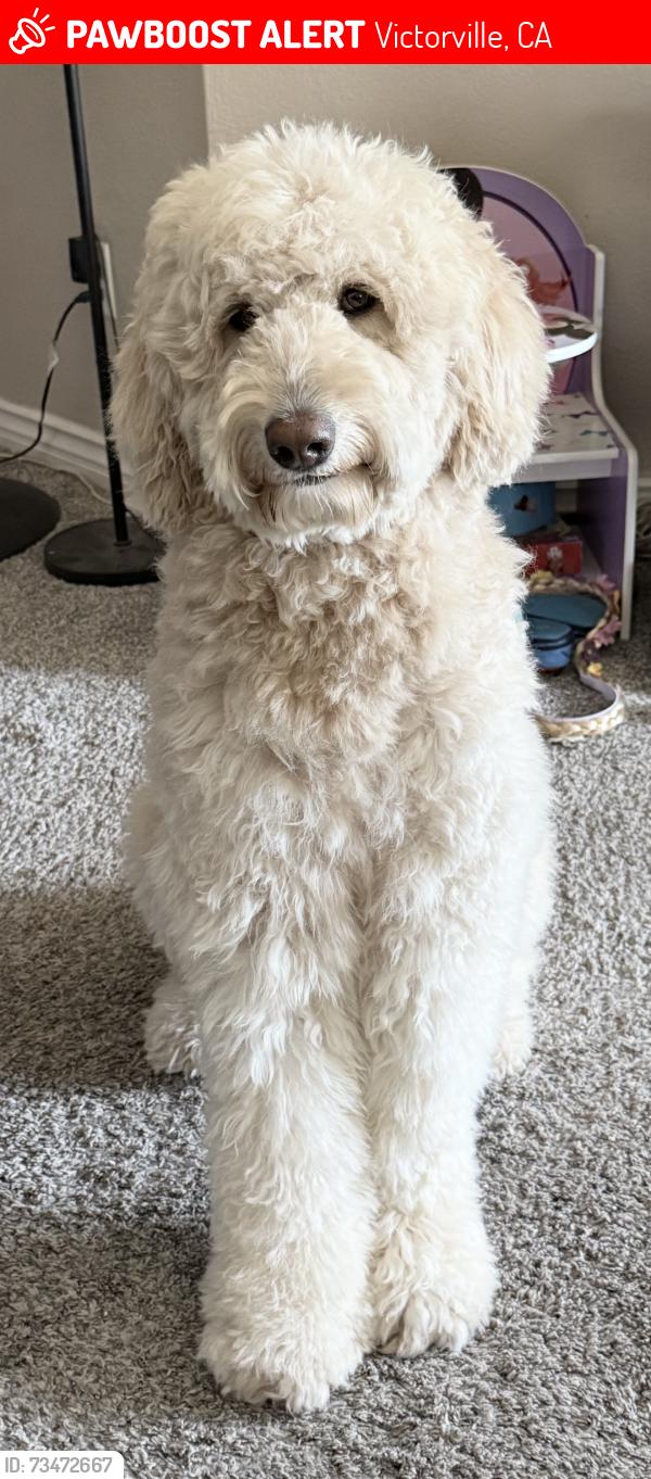 Lost Female Dog last seen La mesa, Victorville, CA 92392