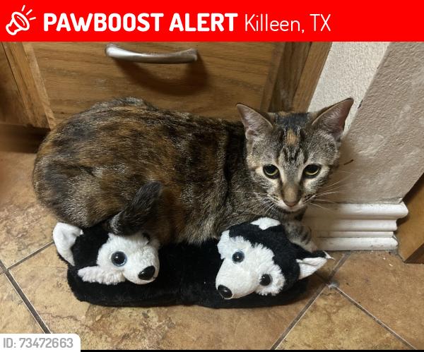 Lost Female Cat last seen Bellaire and Trimmier, Killeen, TX 76541