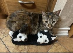 Lost Female Cat last seen Bellaire and Trimmier, Killeen, TX 76541