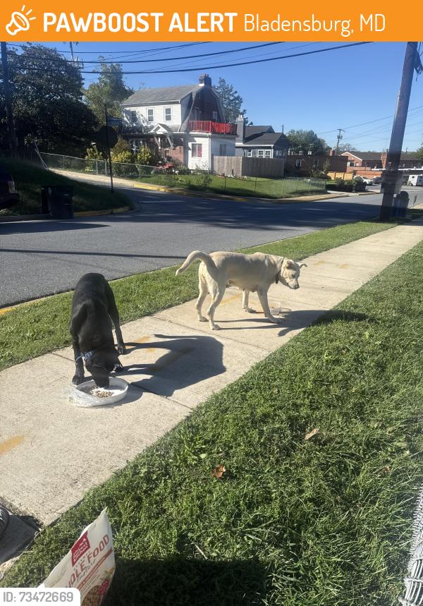 Found/Stray Unknown Dog last seen By police department station of Bladensburg, Bladensburg, MD 20710