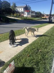Found/Stray Unknown Dog last seen By police department station of Bladensburg, Bladensburg, MD 20710