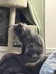 Lost Male Cat last seen Behind Midtown s, Raleigh, NC 27609
