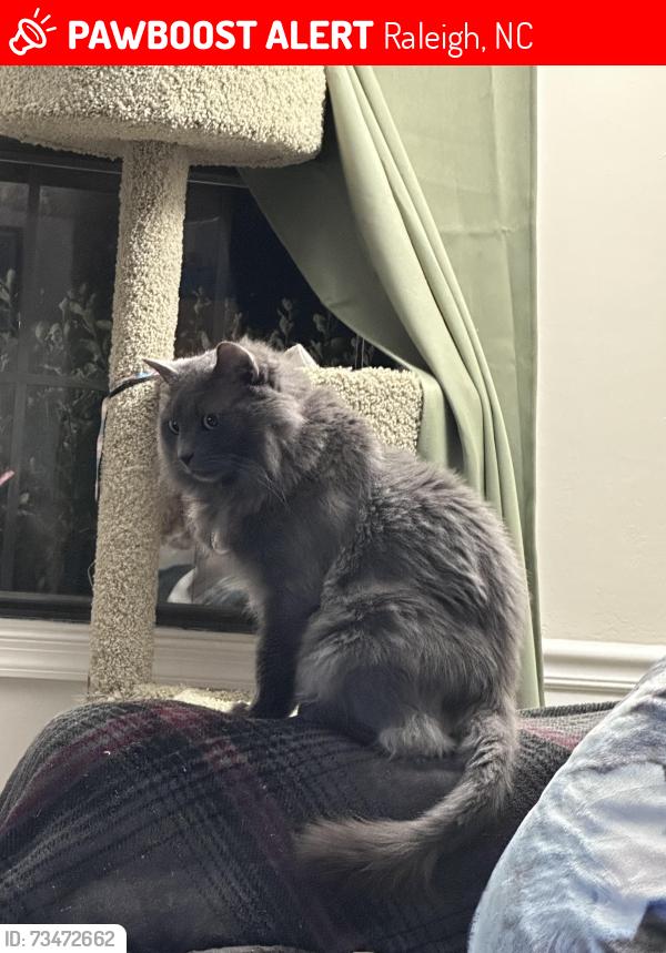 Lost Male Cat last seen Behind Midtown s, Raleigh, NC 27609