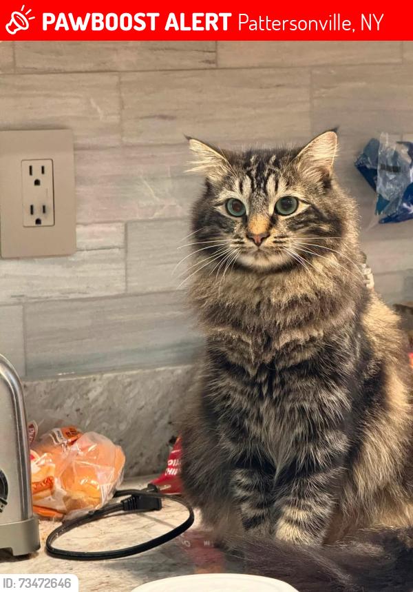 Lost Male Cat last seen Rt 5S / Rynex Corners Rx, Pattersonville, NY 12137