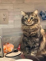 Lost Male Cat last seen Rt 5S / Rynex Corners Rx, Pattersonville, NY 12137