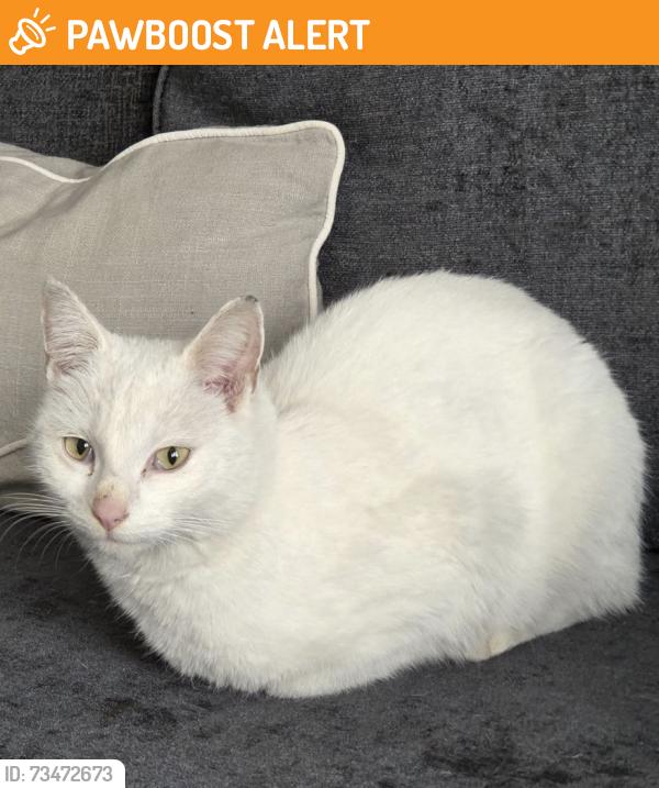 Found/Stray Unknown Cat last seen Buffery Park, West Midlands, England 