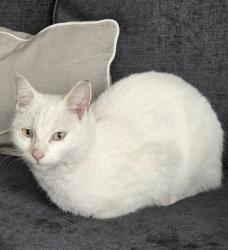 Found/Stray Unknown Cat last seen Buffery Park, West Midlands, England 