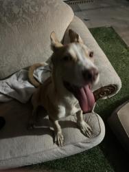 Found/Stray Male Dog last seen neighborhood up the street from plaza bonita, National City, CA 91950