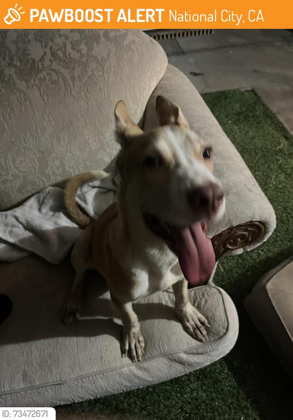 Found/Stray Male Dog last seen neighborhood up the street from plaza bonita, National City, CA 91950