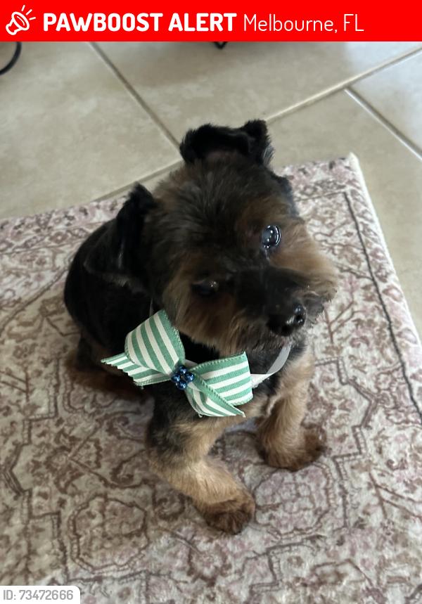 Lost Male Dog last seen Ebony fir, Melbourne, FL 32935