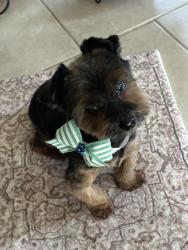 Lost Male Dog last seen Ebony fir, Melbourne, FL 32935