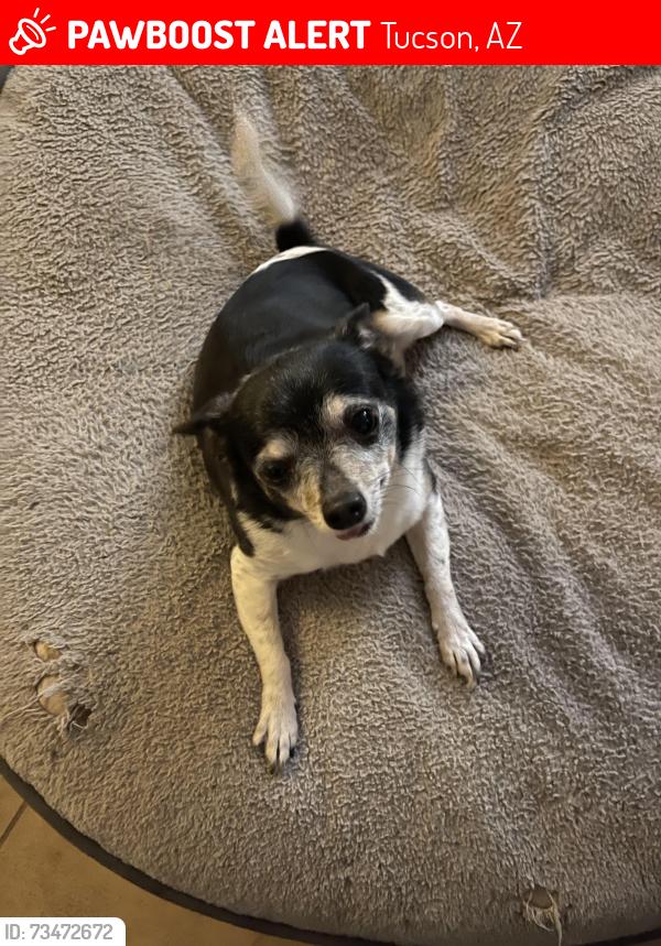 Lost Male Dog last seen Bellevue, Beverly, Tucson, AZ 85712