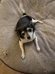 Lost Male Dog last seen Bellevue, Beverly, Tucson, AZ 85712