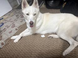 Reunited Female Dog last seen On Telephone across from the MillionAir and by the Exxon gas station., Houston, TX 77061