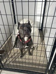 Reunited Male Dog last seen Baker and San Pablo, Seaside, CA 93955
