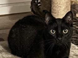 Lost Female Cat last seen Madison and Thorpe in large field, Spokane County, WA 99206