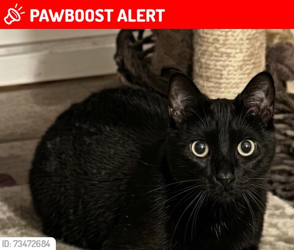 Lost Female Cat last seen Madison and Thorpe in large field, Spokane County, WA 99206