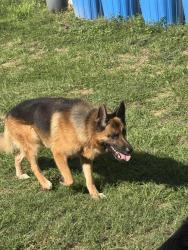 Found/Stray Male Dog last seen Wright road, Magnolia, TX 77355