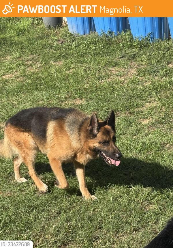 Found/Stray Male Dog last seen Wright road, Magnolia, TX 77355