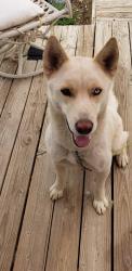 Reunited Male Dog last seen Tradepost Rd., Lucerne Valley, CA 92356